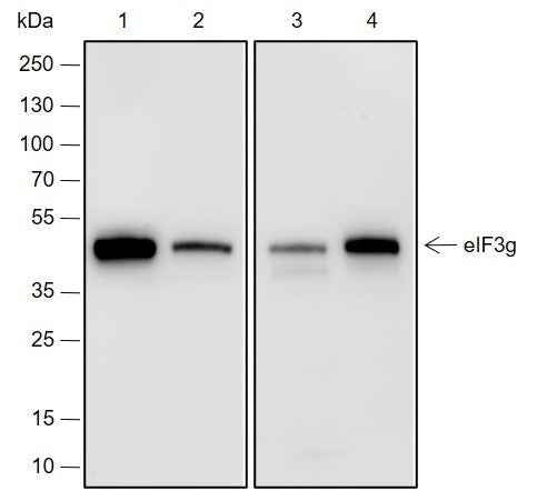 Anti-Human/Rat/Mouse eIF3G Antibody [A689]