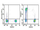 Anti-Human CD8a Antibody [RPA-T8] - ABMIUM