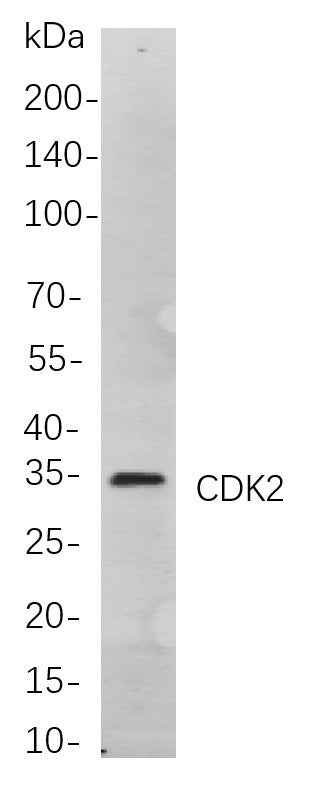 Anti-Human/Mouse/Rat CDK2 Antibody [B748] - ABMIUM