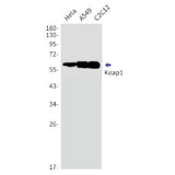 Western blot detection of Keap1 in Hela,A549,C2C12 cell lysates using Keap1 Rabbit mAb(1:1000 diluted).Predicted band size:70kDa.Observed band size:60-64kDa.