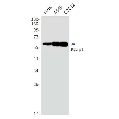 Western blot detection of Keap1 in Hela,A549,C2C12 cell lysates using Keap1 Rabbit mAb(1:1000 diluted).Predicted band size:70kDa.Observed band size:60-64kDa.