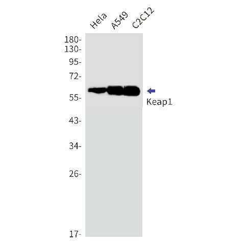 Western blot detection of Keap1 in Hela,A549,C2C12 cell lysates using Keap1 Rabbit mAb(1:1000 diluted).Predicted band size:70kDa.Observed band size:60-64kDa.