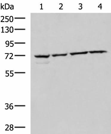Western blot analysis of 293T Raji Jurkat HepG2 cell lysates using CBFA2T2 Polyclonal Antibody at dilution of 1:1000
