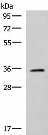 Western blot analysis of K562 cell lysate using JAM3 Polyclonal Antibody at dilution of 1:1000