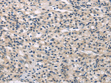 Anti-Human/Mouse/Rat MED28 Antibody - ABMIUM