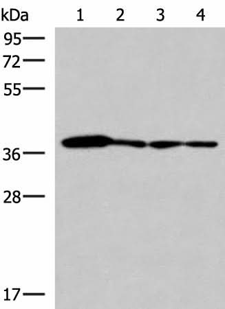 Western blot analysis of 293T PC3 A549 and HepG2 cell lysates using ELAC1 Polyclonal Antibody at dilution of 1:800