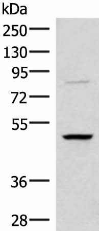 Anti-Human/Mouse/Rat RRP8 Antibody