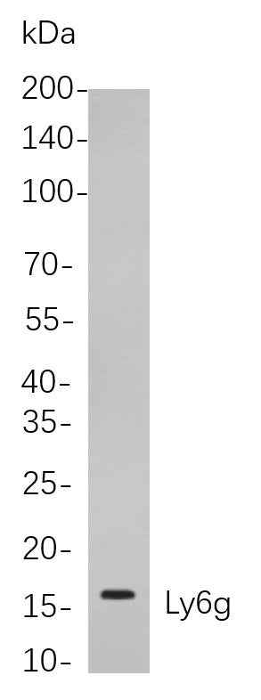 Anti-Mouse Ly6g Antibody [B825] - ABMIUM