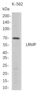 Anti-Human LRMP Antibody [B713]