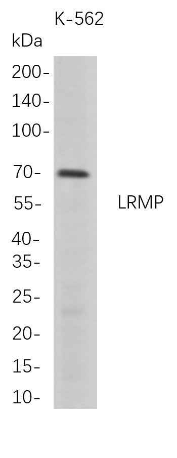 Anti-Human LRMP Antibody [B713] - ABMIUM