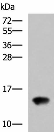Western blot analysis of Rat kidney tissue lysate using FAM19A4 Polyclonal Antibody at dilution of 1:650