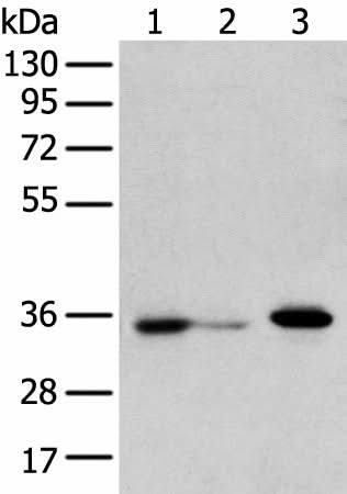 Western blot analysis of HepG2 cell Hela cell and A549 cell using DHRSX Polyclonal Antibody at dilution of 1:350