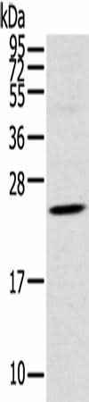 Anti-Human/Mouse/Rat TSPAN13 Antibody
