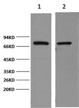 Western Blot analysis of 1) Hela, 2) Mouse brain using HSP70 Monoclonal Antibody at dilution of 1:2000.