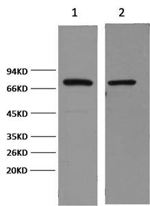 Western Blot analysis of 1) Hela, 2) Mouse brain using HSP70 Monoclonal Antibody at dilution of 1:2000.
