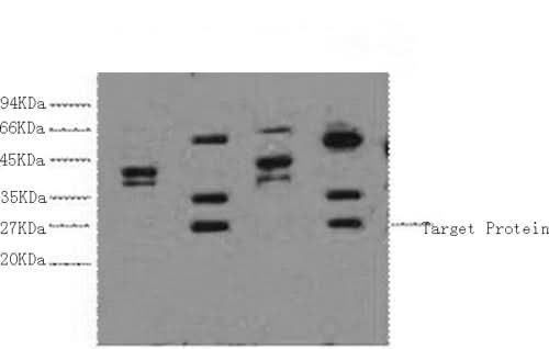 Western Blot analysis of 1) Hela, 2) HepG2, 3) 293T, 4) Jurkat cells using ERCC1 Monoclonal Antibody at dilution of 1:2000.