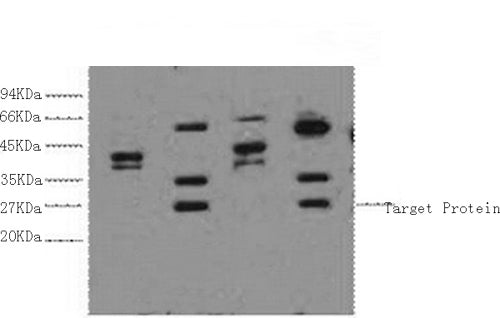 Western Blot analysis of 1) Hela, 2) HepG2, 3) 293T, 4) Jurkat cells using ERCC1 Monoclonal Antibody at dilution of 1:2000.