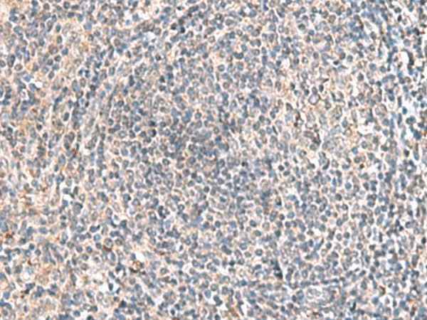 Anti-Human HLA-DOB Antibody