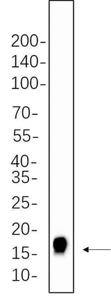 Anti-Human/Mouse/Rat Histone H3 Antibody [B605]