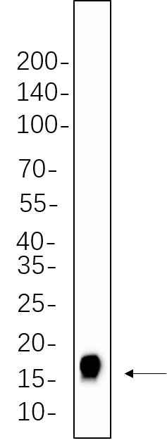 Anti-Human/Mouse/Rat Histone H3 Antibody [B605] - ABMIUM