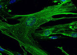 Anti-Human ANPEP Antibody [A1153] - ABMIUM