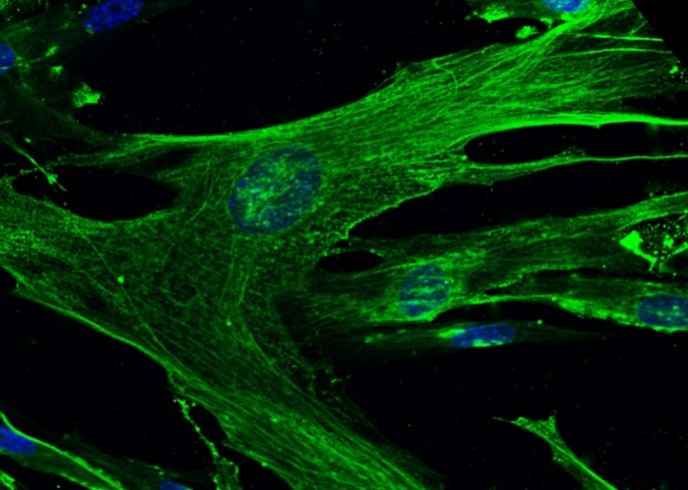 Anti-Human ANPEP Antibody [A1153] - ABMIUM