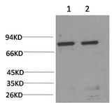 Western Blot analysis of 1) Hela, 2) Rat liver using HSPA5 Monoclonal Antibody at dilution of 1:2000.