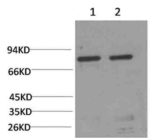 Anti-Human/Rat GRP78/Bip Antibody [5F8]
