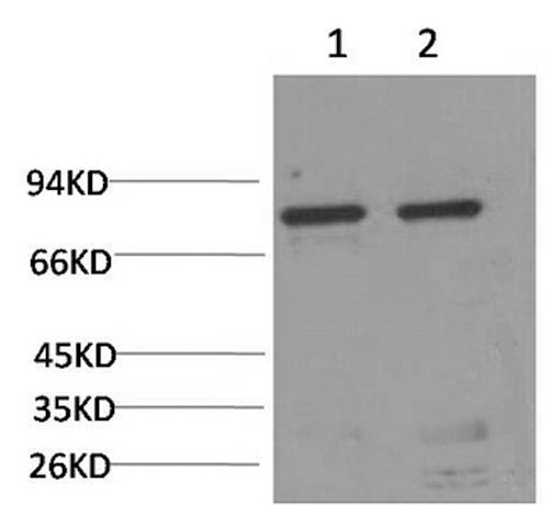 Western Blot analysis of 1) Hela, 2) Rat liver using HSPA5 Monoclonal Antibody at dilution of 1:2000.