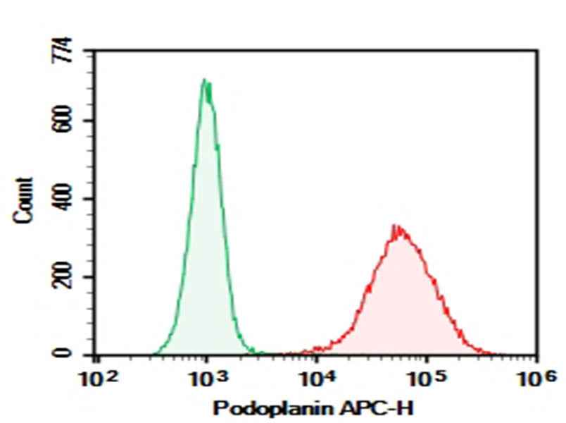 Anti-Mouse Podoplanin Antibody [8.1.1] - ABMIUM