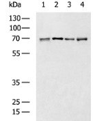 Western blot analysis of K562, Mouse liver tissue, Ramos and Raji cell lysates using CD86 Polyclonal Antibody at dilution of 1:800. Lane 1-4: K562, Mouse liver tissue, Ramos, Raji cell lysates