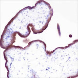 Anti-Human VISTA Antibody [A388]