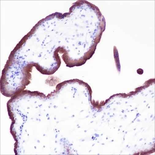 Anti-Human VISTA Antibody [A388]