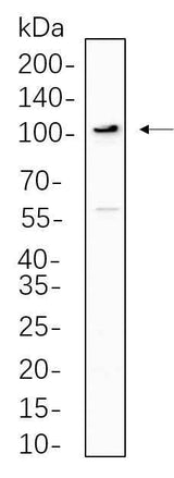 Anti-Human/Mouse/Rat ERK5 Antibody [B772]
