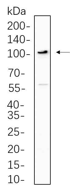 Anti-Human/Mouse/Rat ERK5 Antibody [B772] - ABMIUM