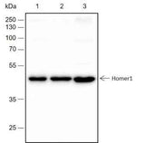 Anti-Human/Rat/Mouse Homer1 Antibody [A255]