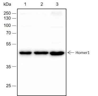 Anti-Human/Rat/Mouse Homer1 Antibody [A255]