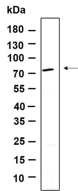 Anti-Human BIRC2 Antibody [B912]