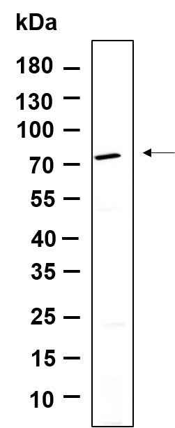 Anti-Human BIRC2 Antibody [B912] - ABMIUM