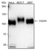 Anti-Human/Mouse B7-H3/CD276 Antibody [A137]