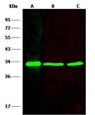 Anti-Human VAPB Antibody [B121] - ABMIUM