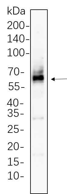 Anti-Human/Mouse/Rat Src Antibody [B747] - ABMIUM