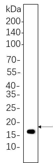 Anti-Human/Mouse/Rat Histone H3 Antibody [B552] - ABMIUM