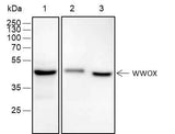 Anti-Human/Rat/Mouse WWOX Antibody [A392]