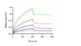 Loaded Recombinant Mouse CD32B/Fcgr2b Protein, His Tag, Biotinylated (Cat: PKSM040900) on SA Biosensor, can bind Monoclonal Anti-Human CD3 Antibody, Mouse IgG2a (OKT3) with an affinity constant of 2.32μM as determined in BLI assay (Sartorius Octet RED384)(QC tested).