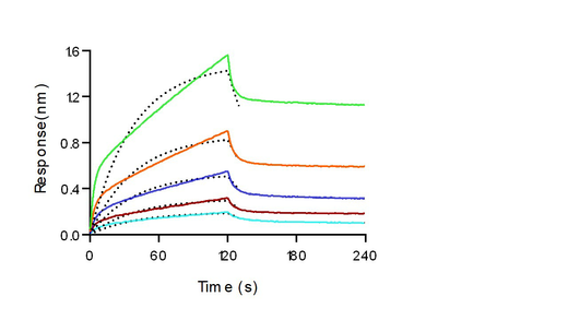Loaded Recombinant Mouse CD32B/Fcgr2b Protein, His Tag, Biotinylated (Cat: PKSM040900) on SA Biosensor, can bind Monoclonal Anti-Human CD3 Antibody, Mouse IgG2a (OKT3) with an affinity constant of 2.32μM as determined in BLI assay (Sartorius Octet RED384)(QC tested).