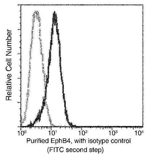 Anti-Human EphB4 Antibody [A853] - ABMIUM