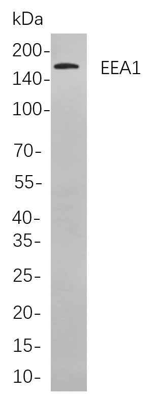 Anti-Human/Mouse/Rat EEA1 Antibody [B824] - ABMIUM