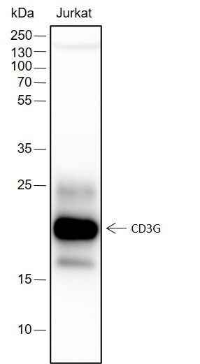 Anti-Human CD3G Antibody [A172] - ABMIUM