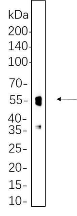 Anti-Human/Mouse/Rat NeuN Antibody [B536]
